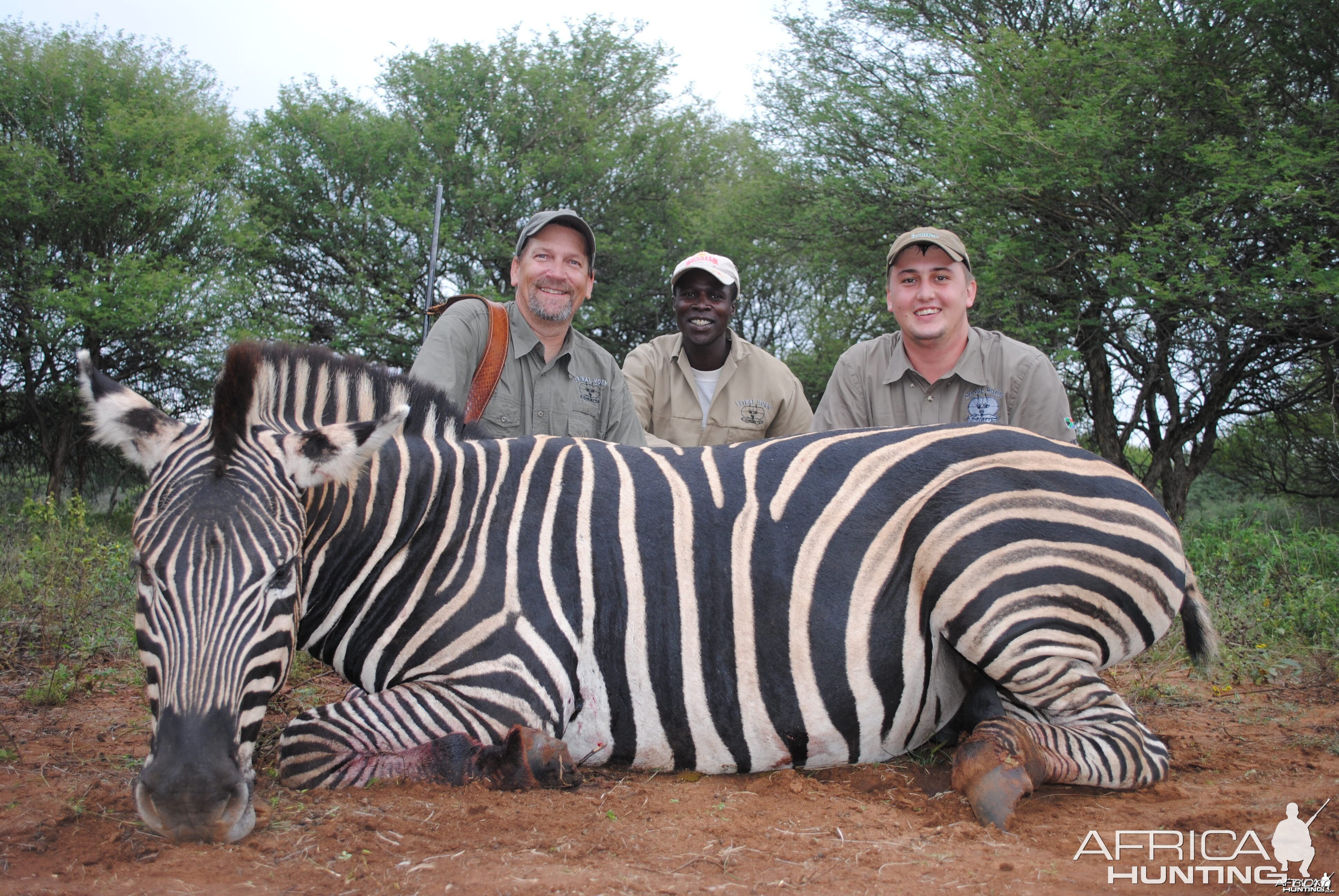 Burchells Zebra hunt Spiral Horn Safaris, South Africa