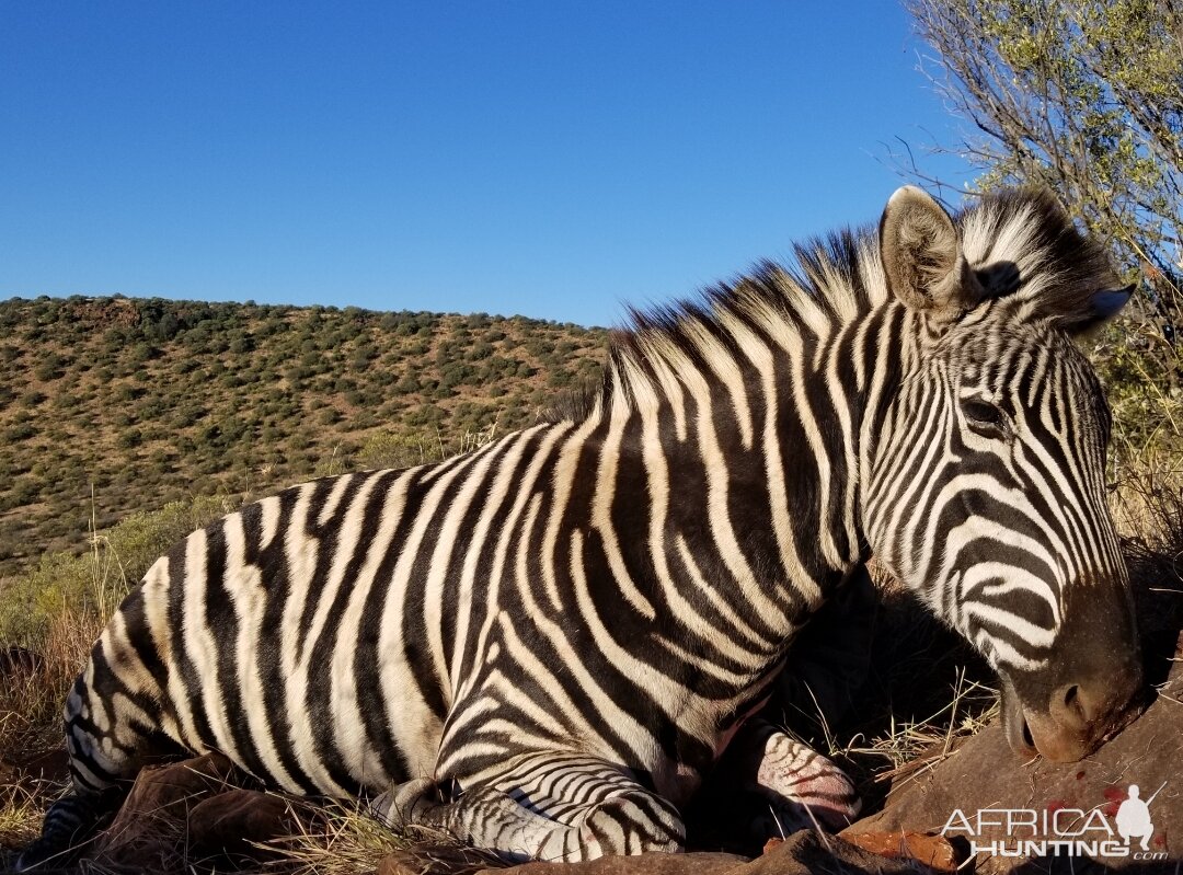 Burchell's Zebra Hunt