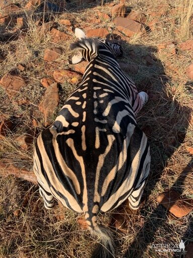 Burchell's Zebra Hunting South Africa