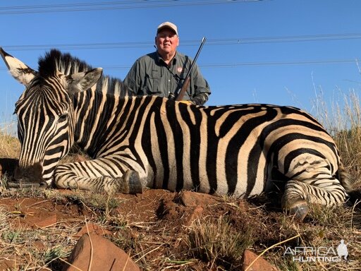 Burchell's Zebra Hunting South Africa