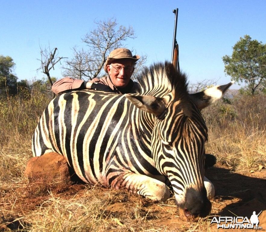 Burchell's Zebra Hunting