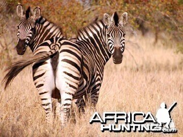 Burchell's Zebra Mare (Plain Zebra)