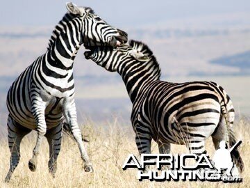 Burchell's Zebra Stallion (Plain Zebra) fighting