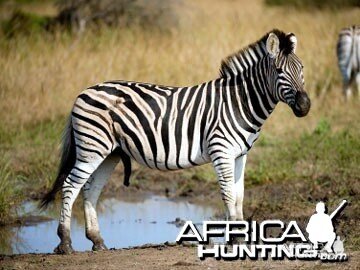 Burchell's Zebra Stallion (Plain Zebra)