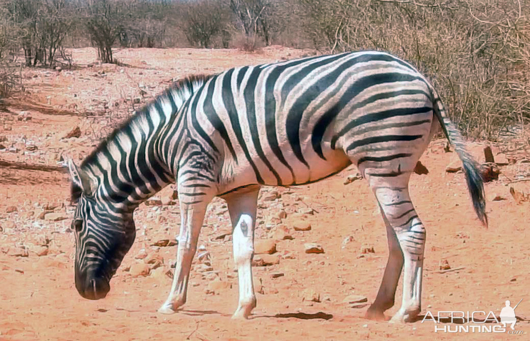 Burchell's Zebra