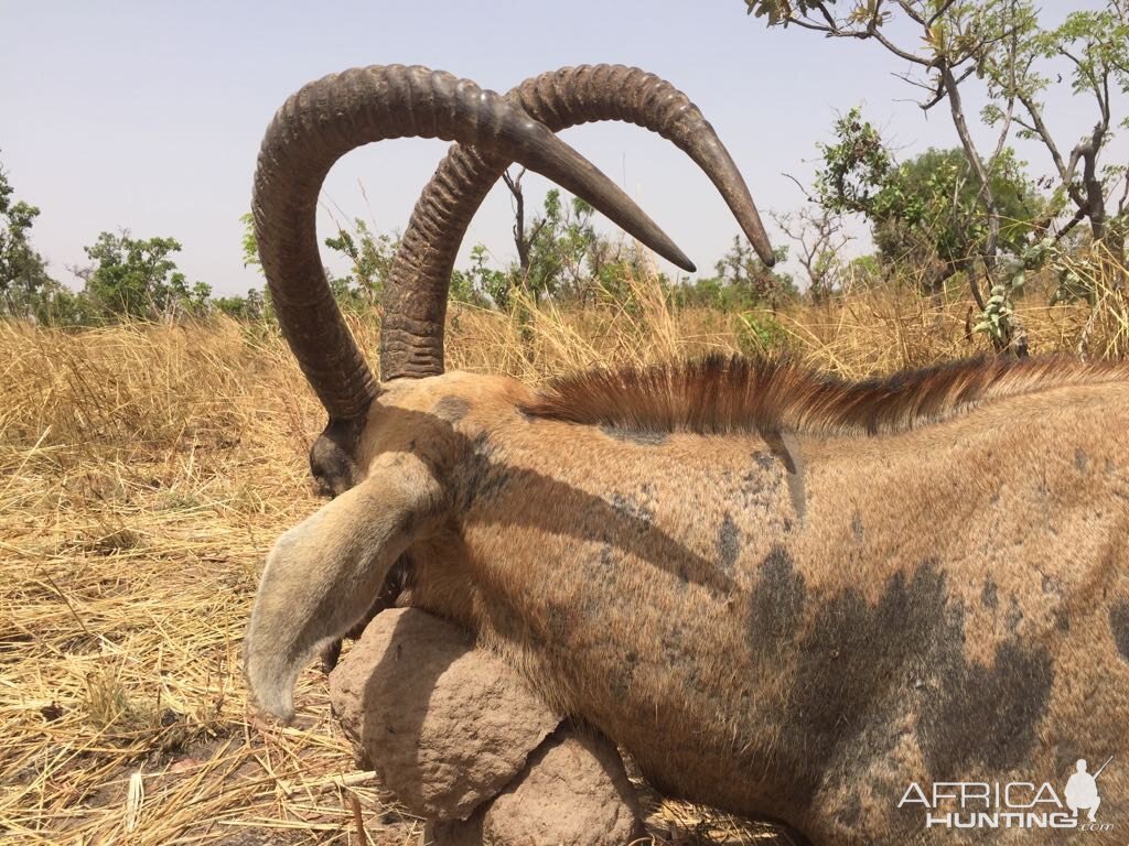 Burkina Faso Hunt Roan Antelope