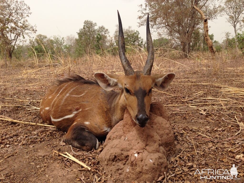 Burkina Faso Hunting Harnessed Bushbuck