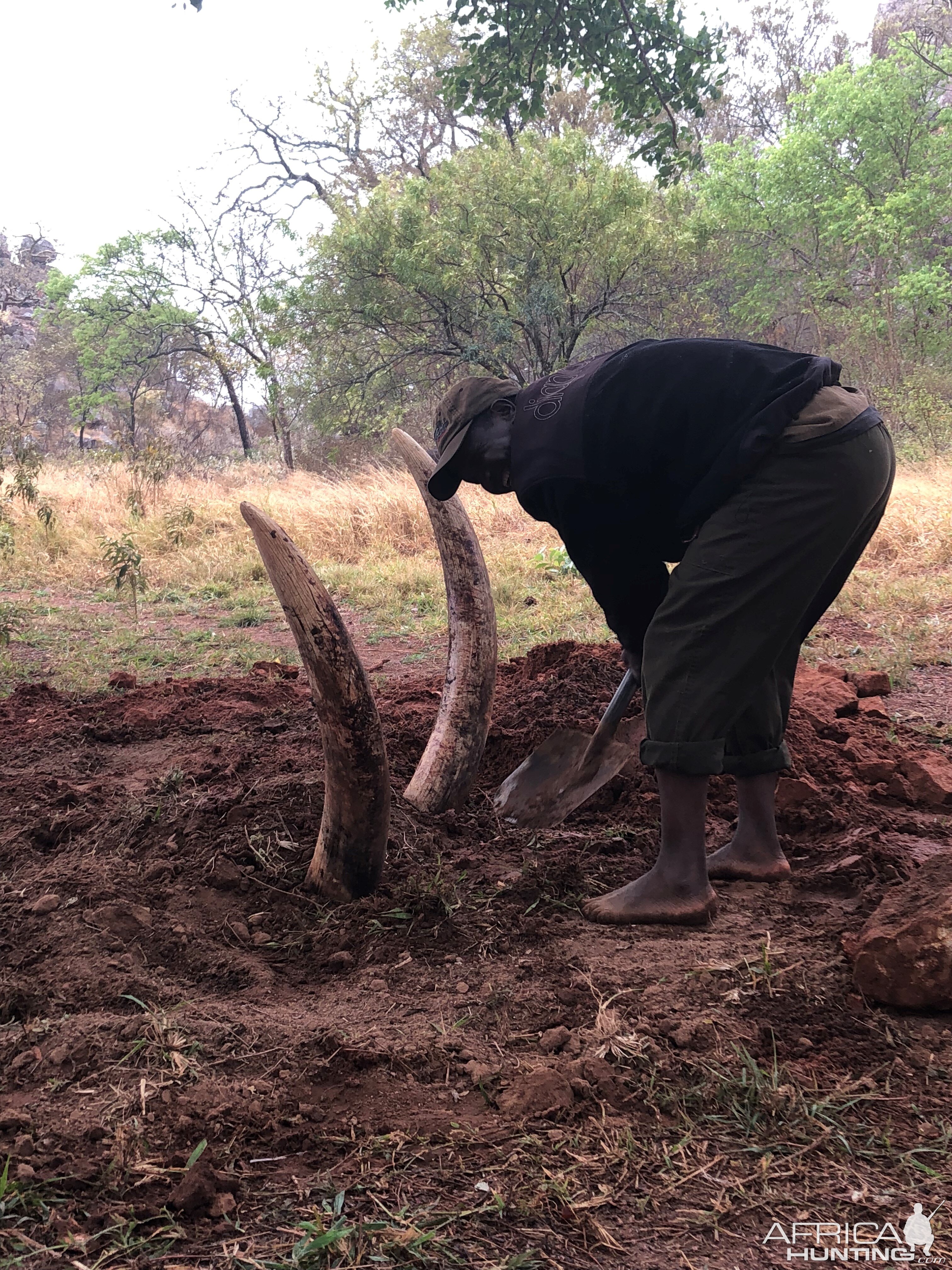 Burying the elephant head to rot out the tusks