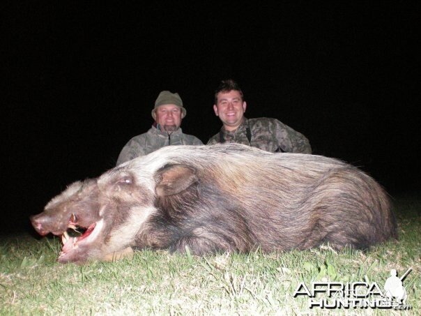 Bush Pig hunt