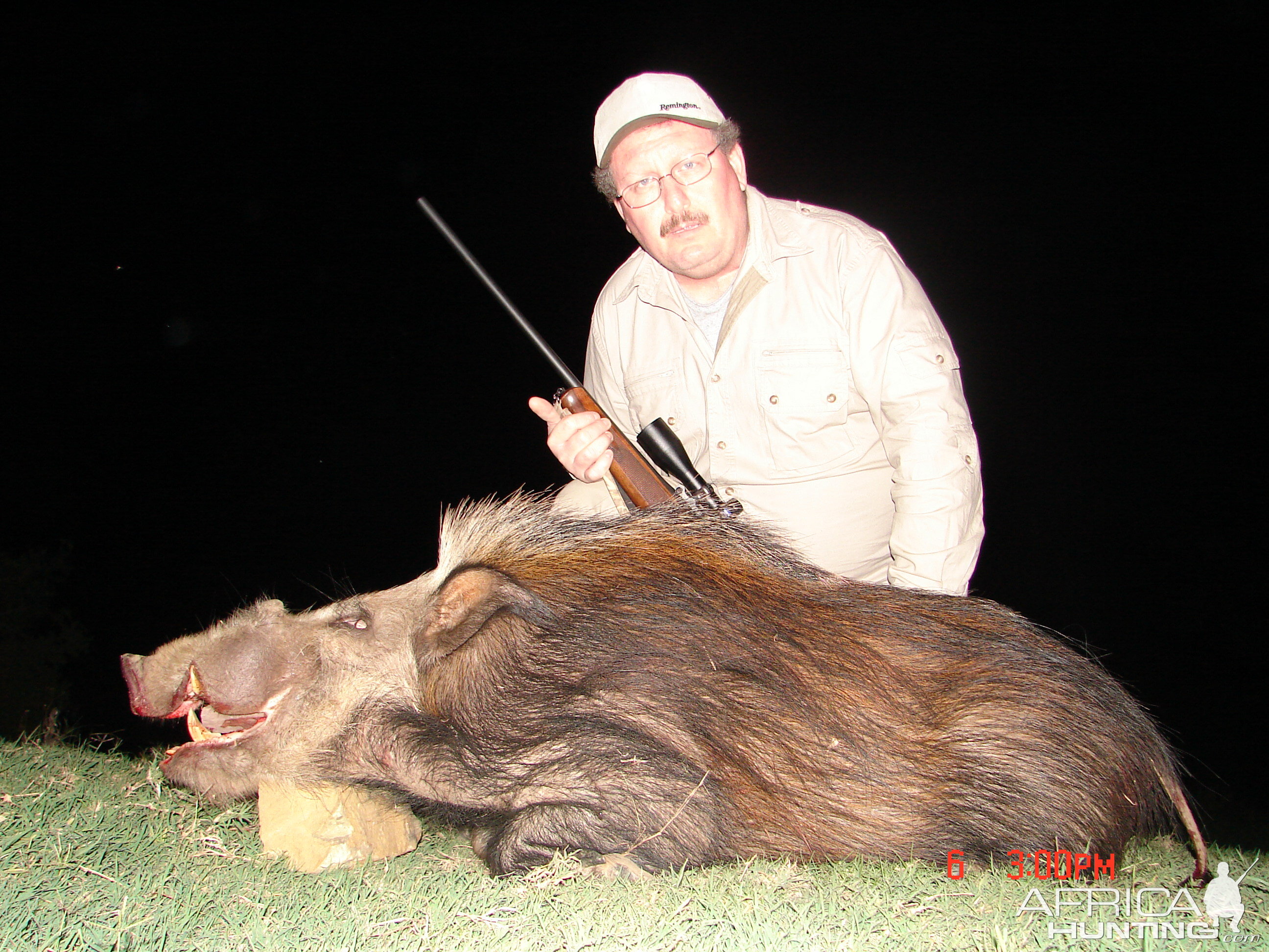 Bush pig shot in the cape