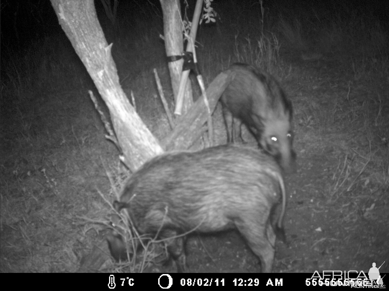 BUSH PIG TRAIL CAM