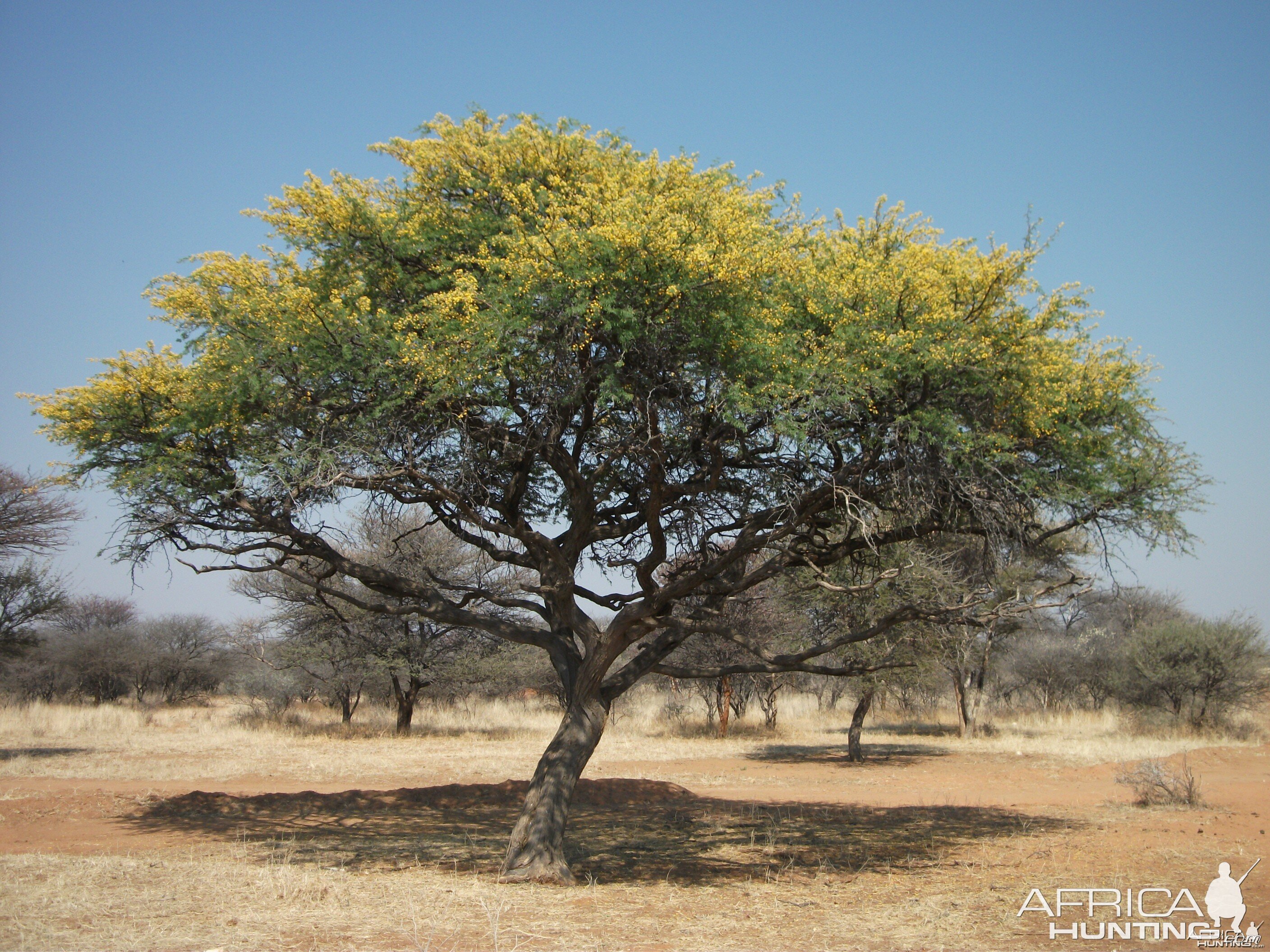 Bush Tree in Bloom Namibia