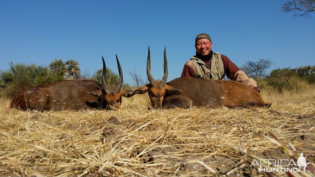 Bushbok Hunting South Africa