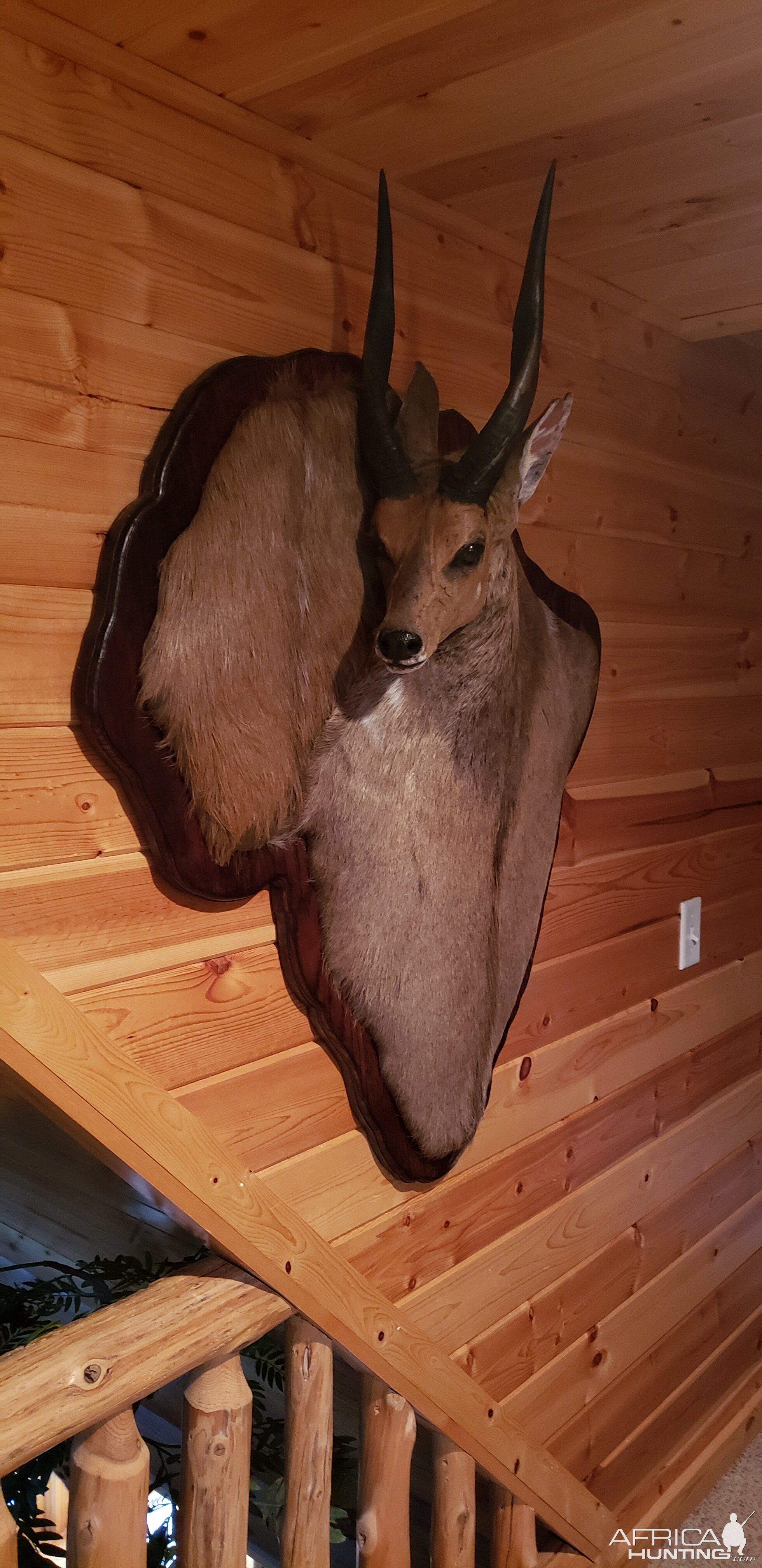 Bushbuck Damaske Taxidermy