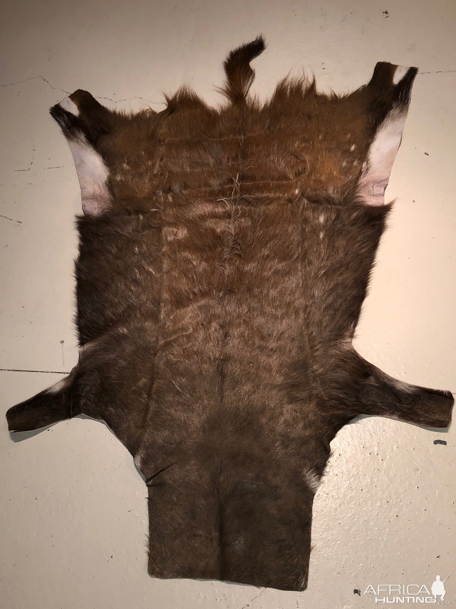 Bushbuck Hide Taxidermy