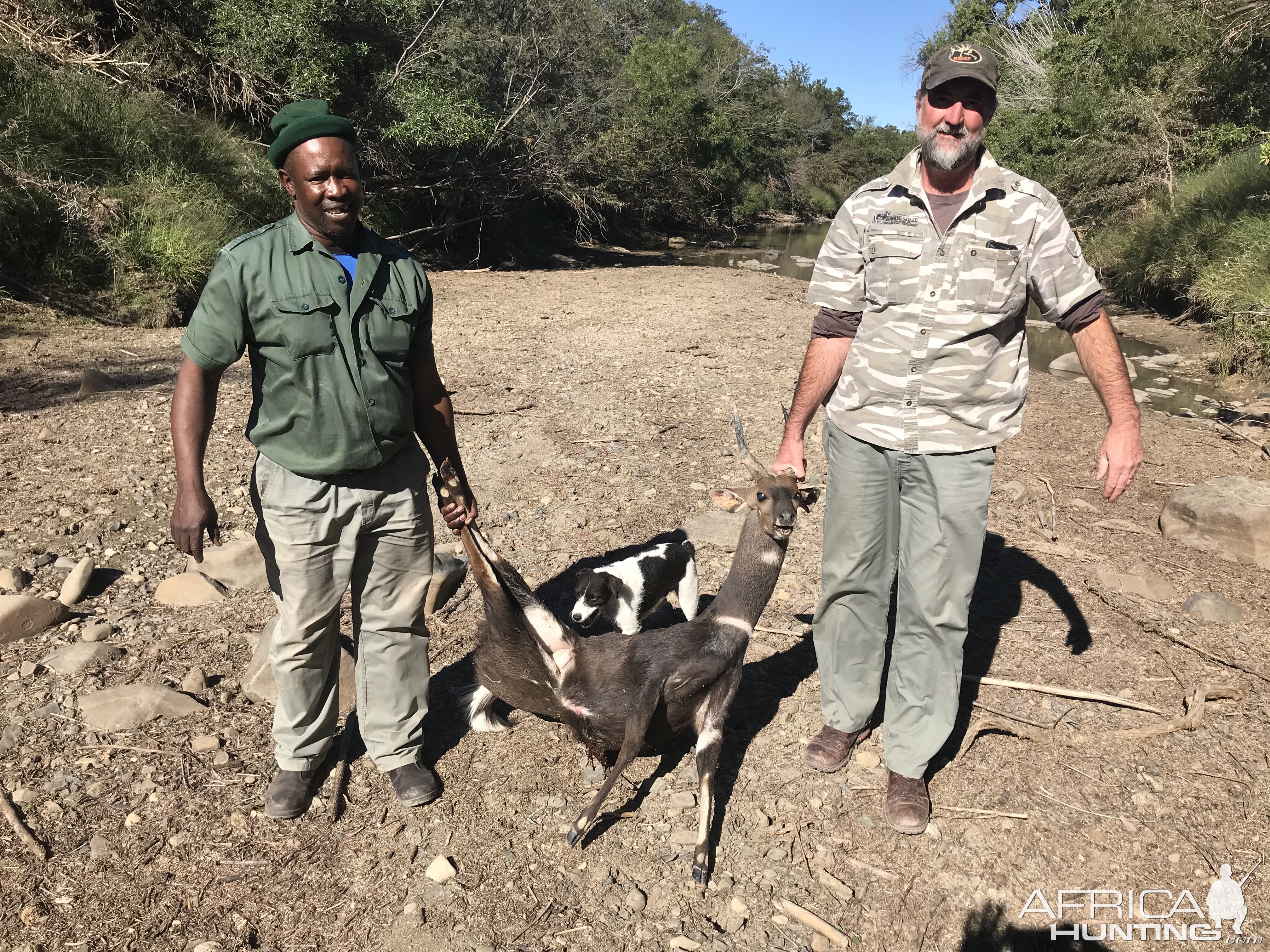 Bushbuck Hunt Eastern Cape South Africa