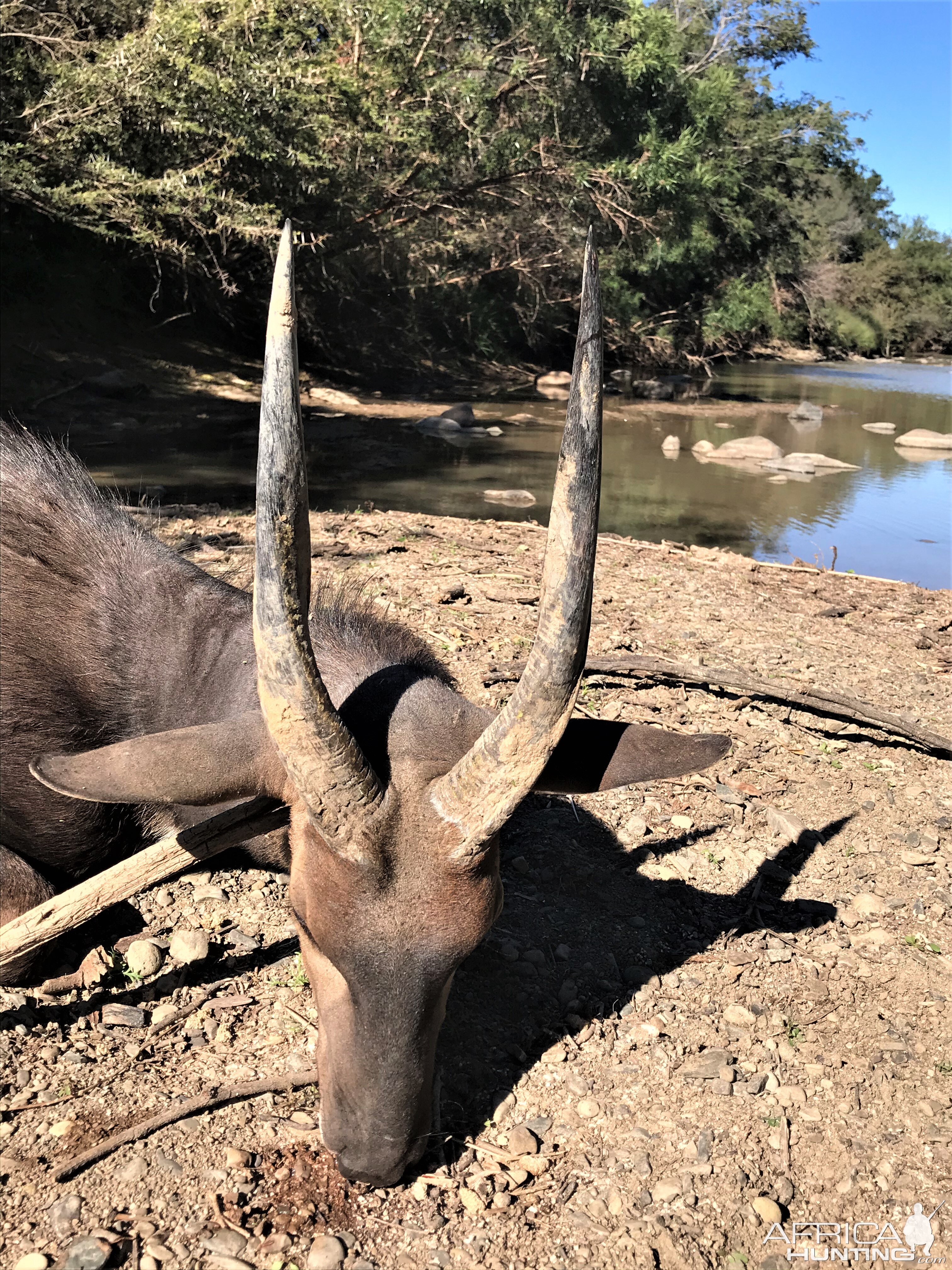 Bushbuck Hunt Eastern Cape South Africa