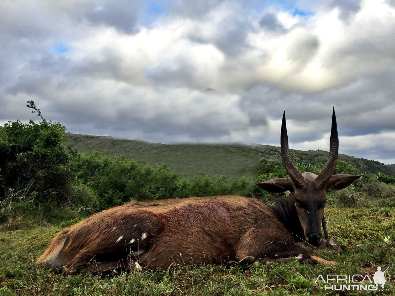 Bushbuck Hunt in South Africa