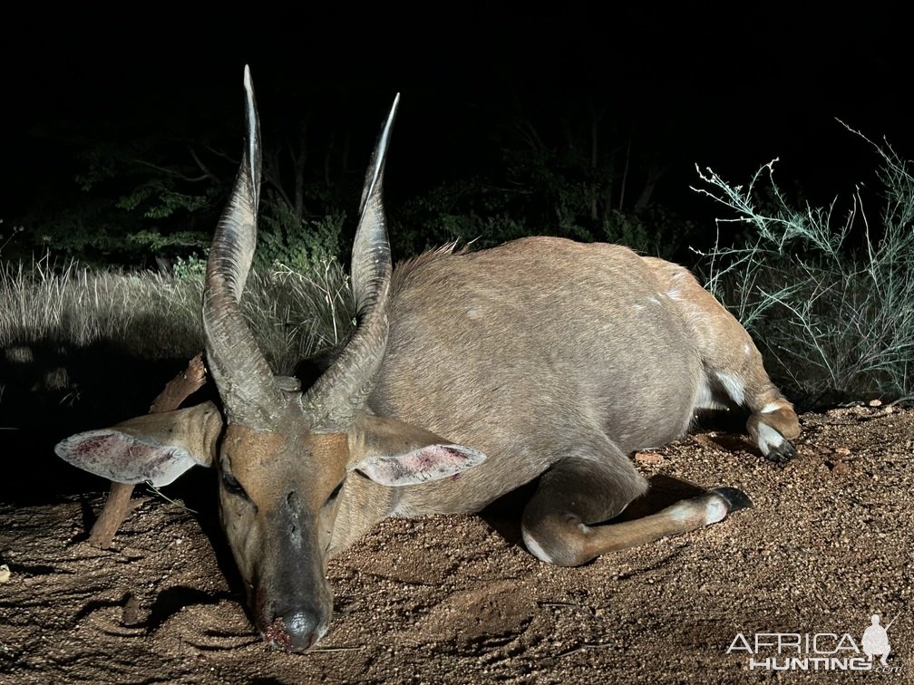 Bushbuck Hunt South Africa