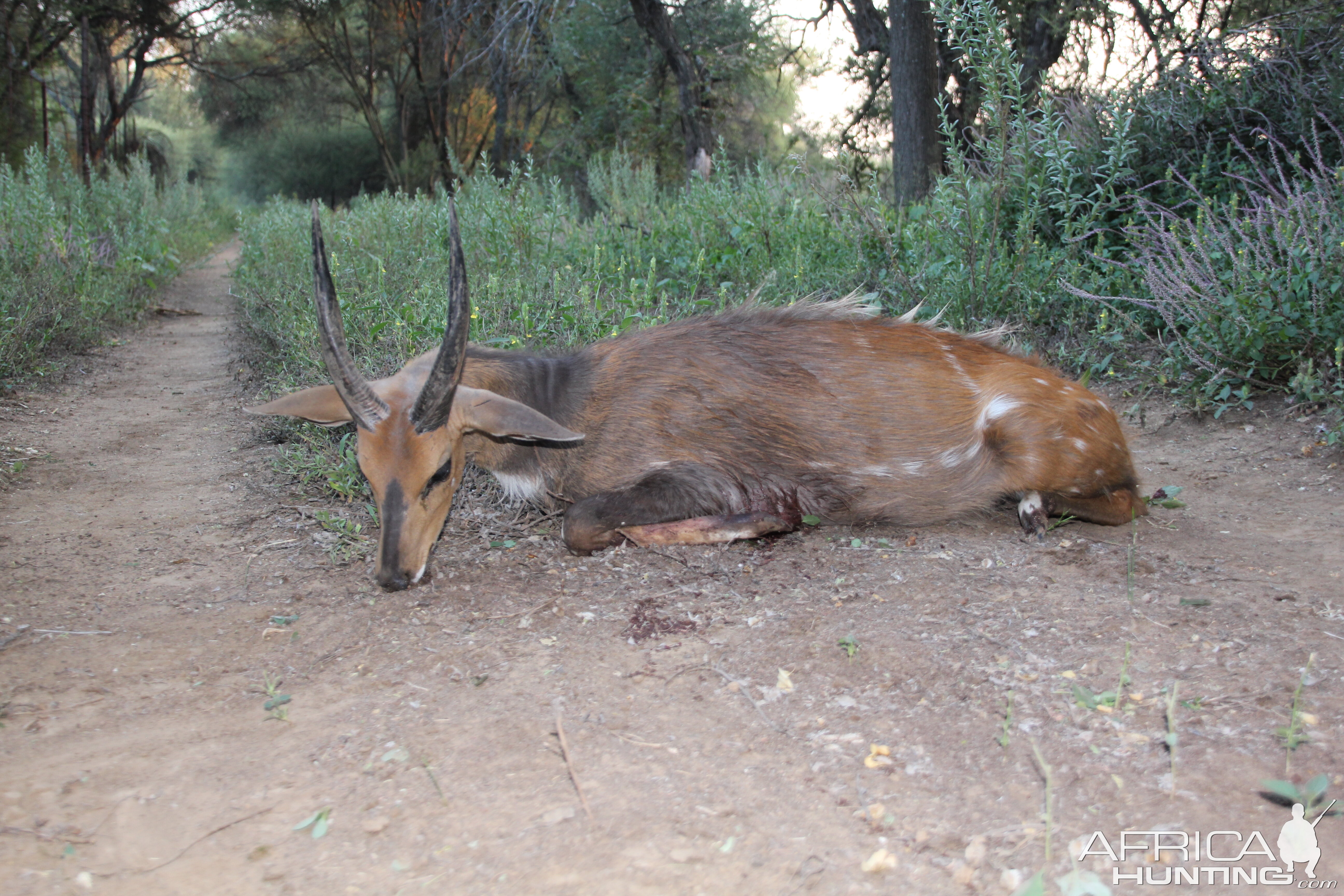 Bushbuck Hunt South Africa