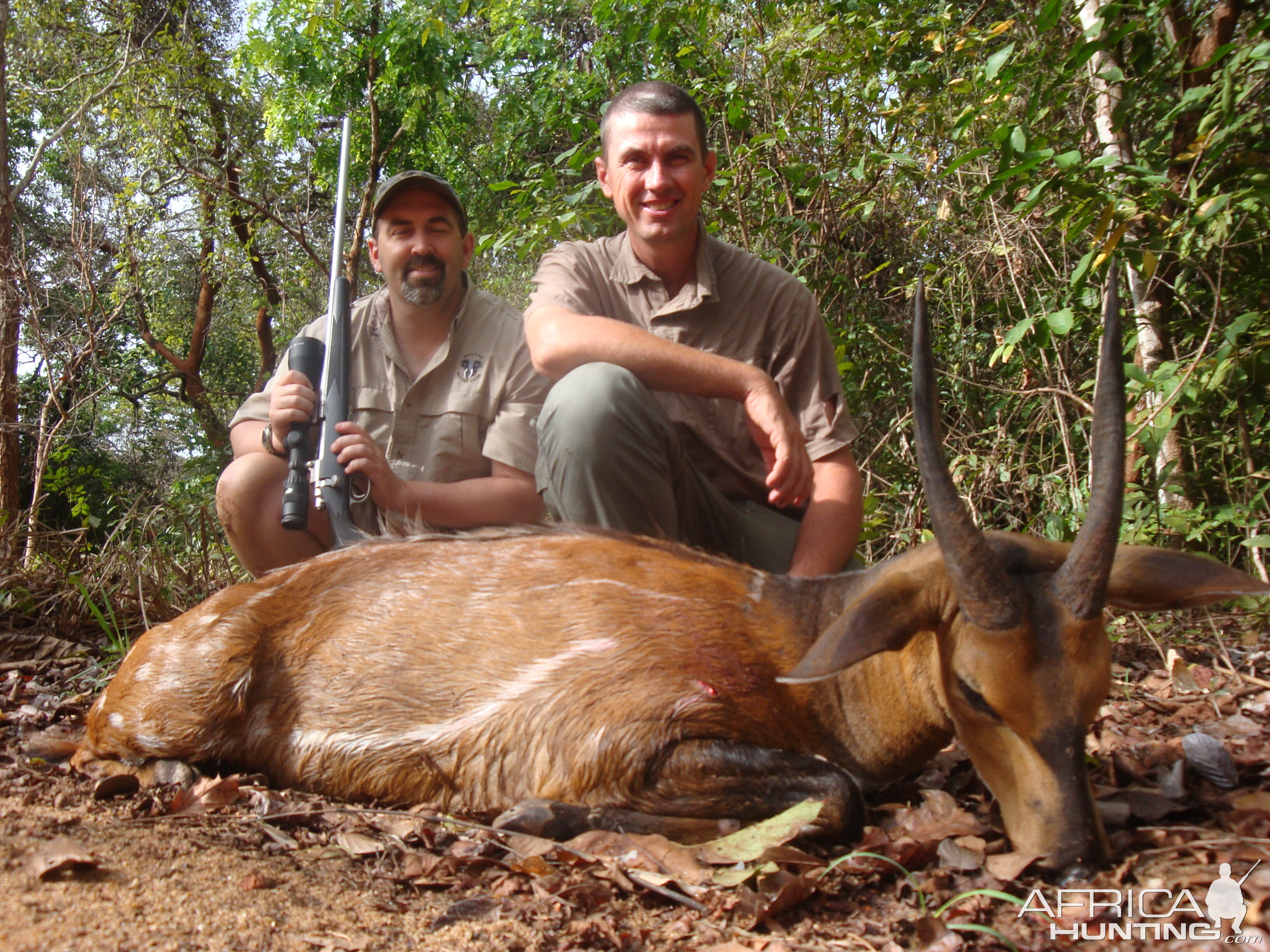 Bushbuck hunted in CAR with Central African Wildlife Adventures
