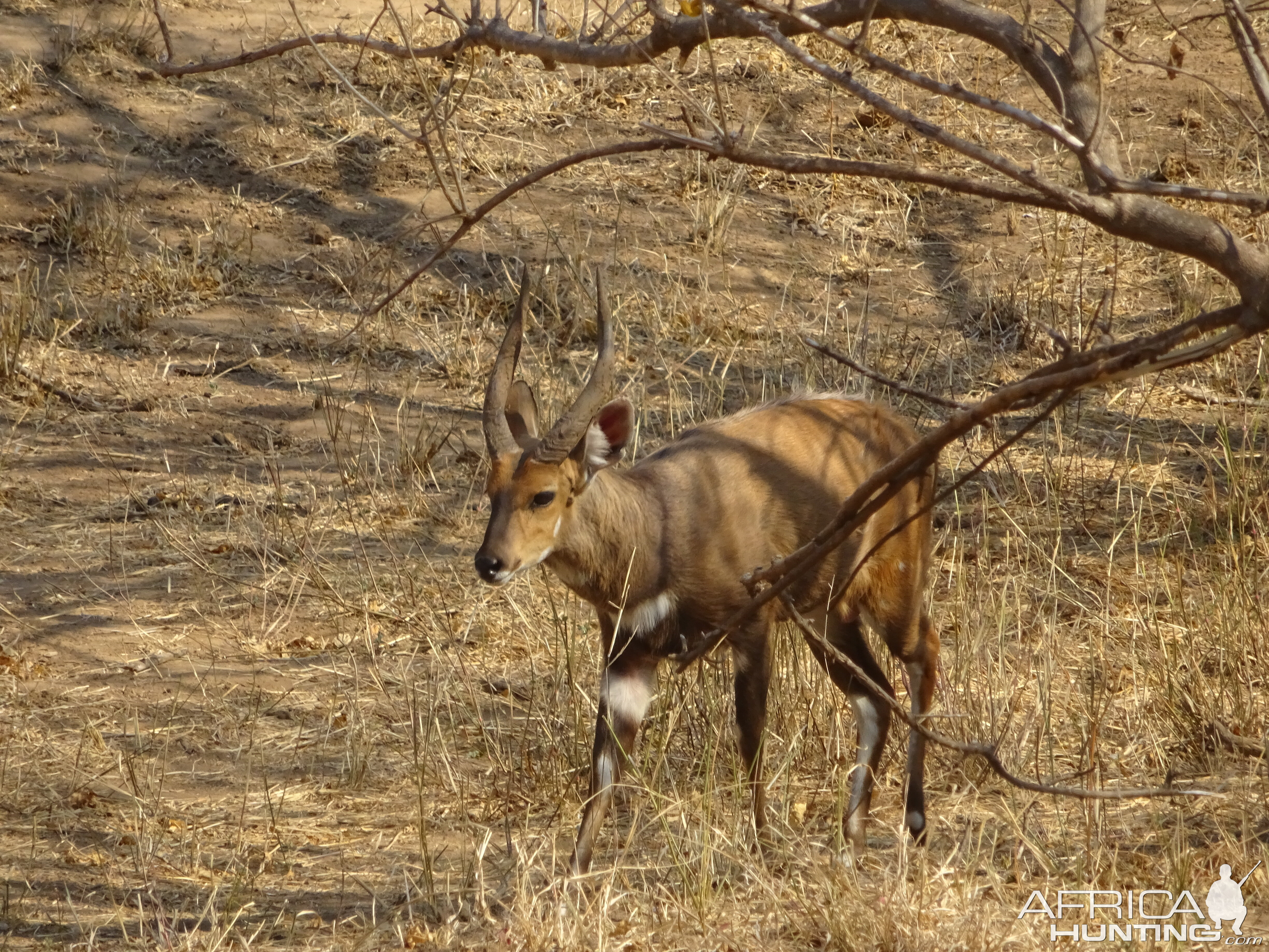 Bushbuck in Botswana