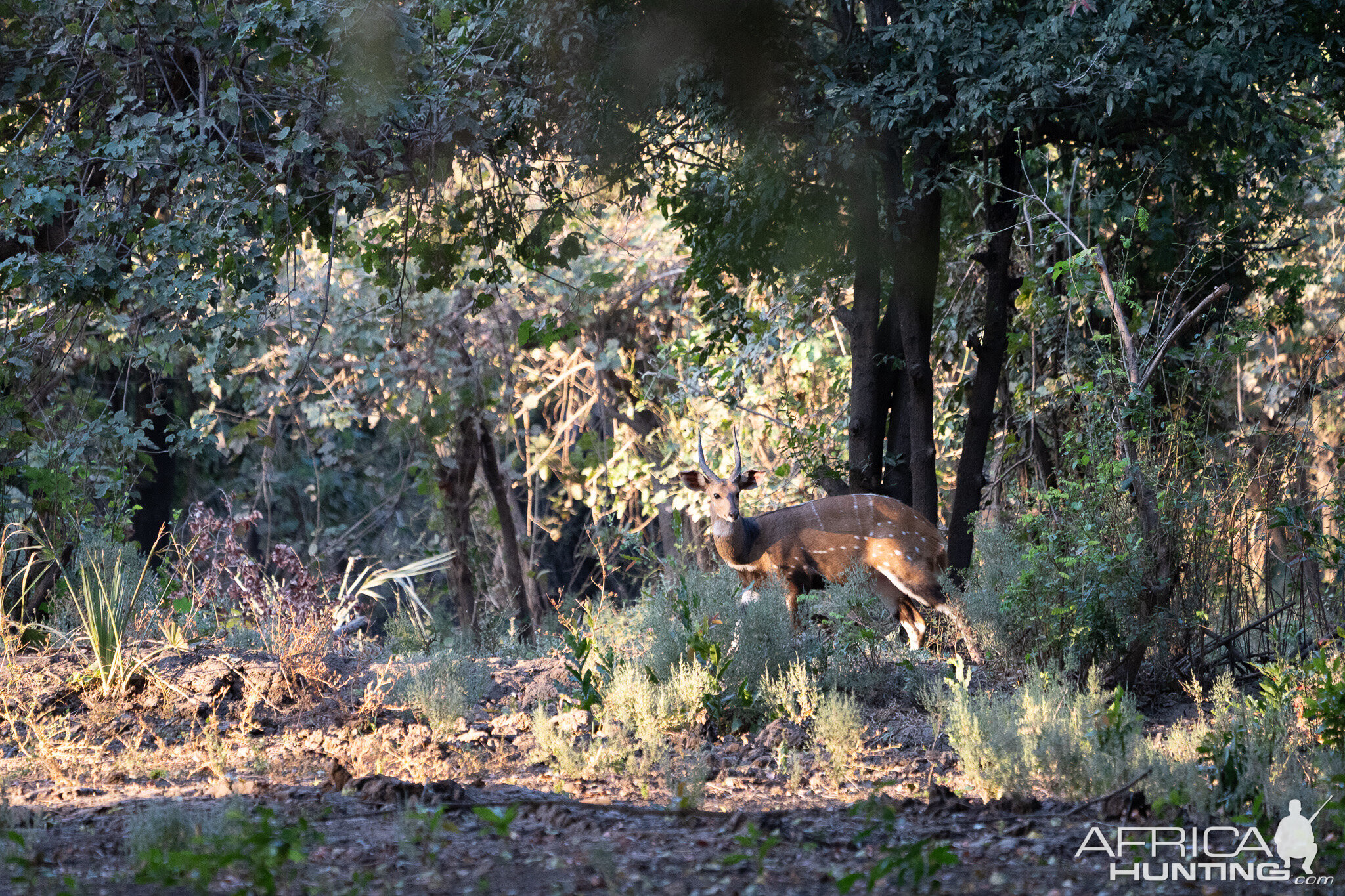 Bushbuck in Zambia