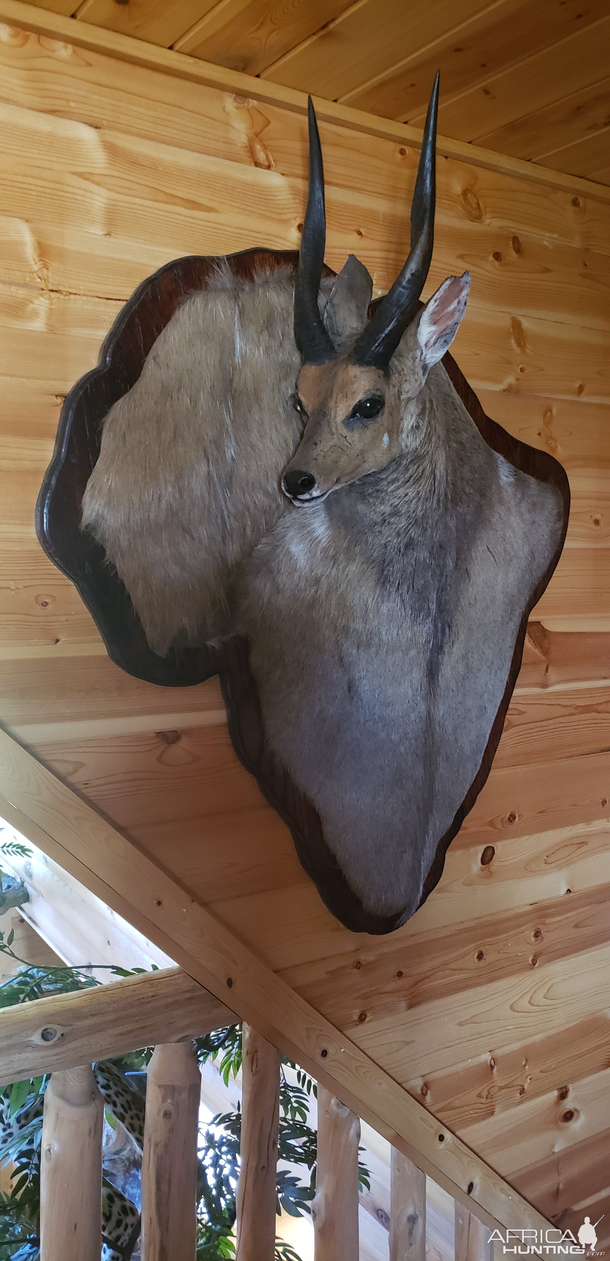 Bushbuck Mount Taxidermy