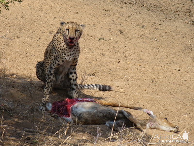 Bushbuck on the menu..