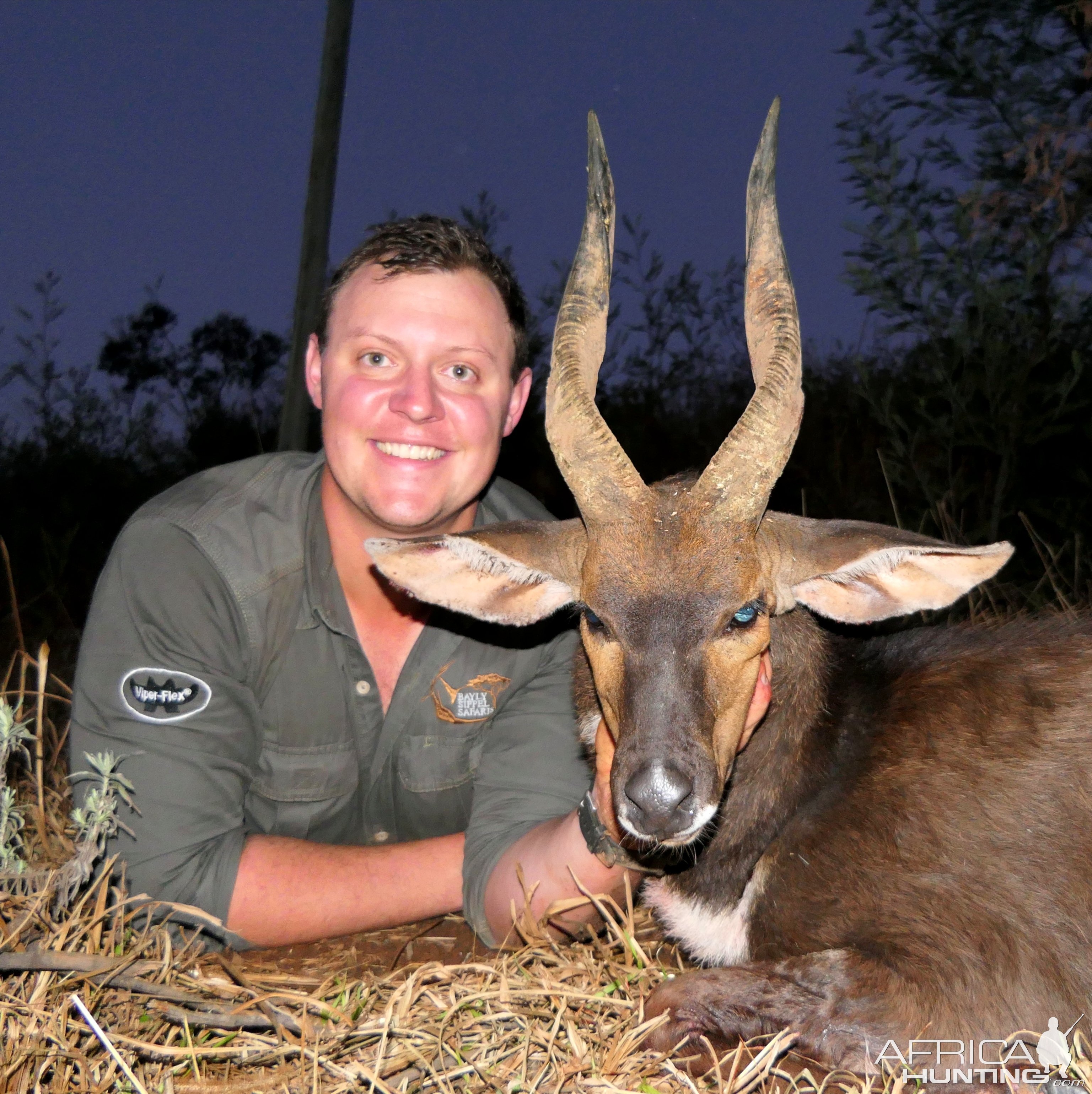 Bushbuck ram