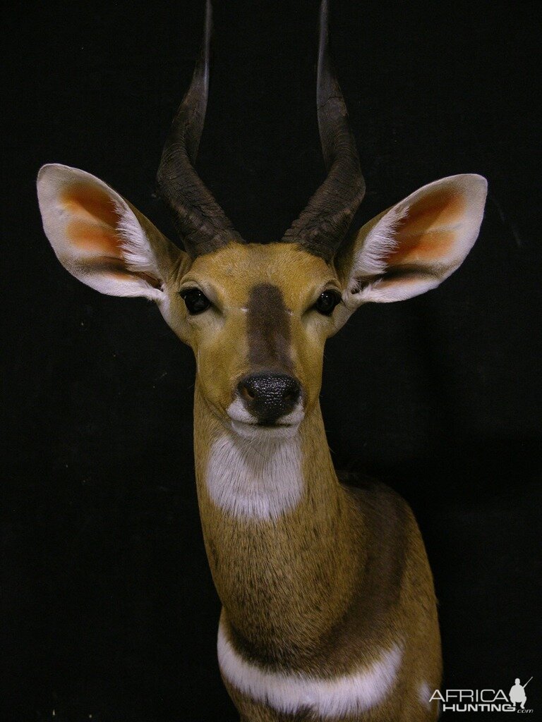 Bushbuck Taxidermy