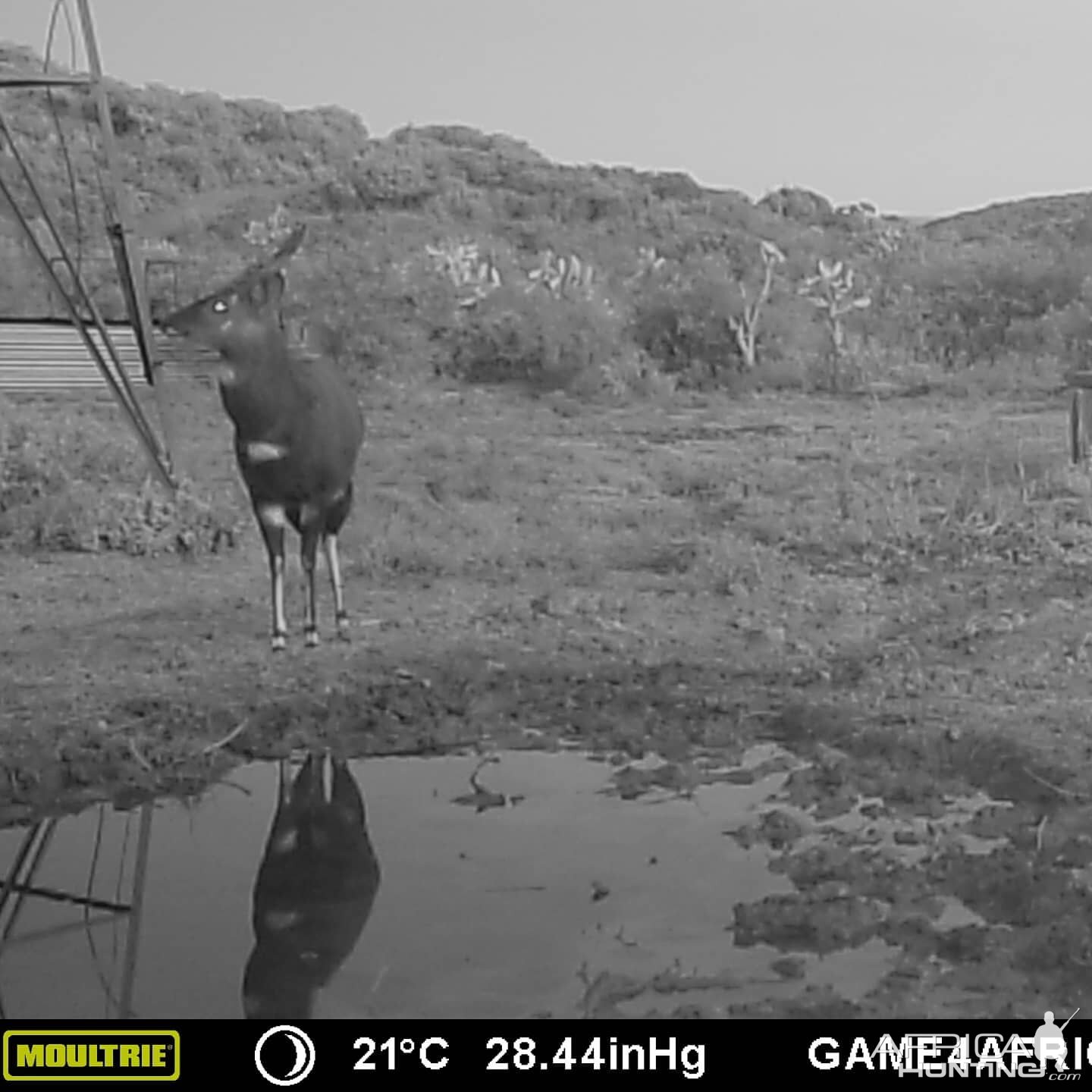 Bushbuck Trail Cam Pictures South Africa