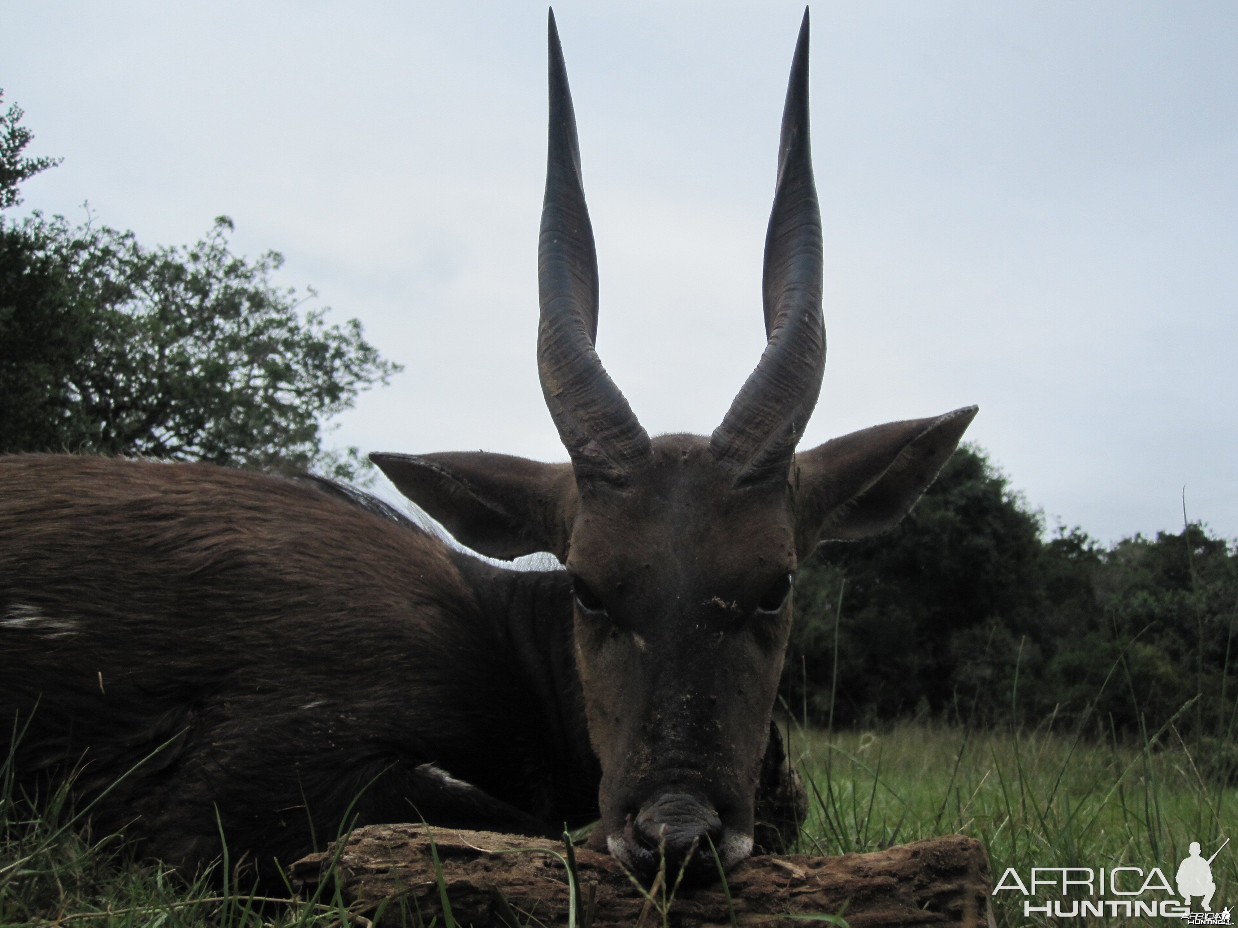 Bushbuck