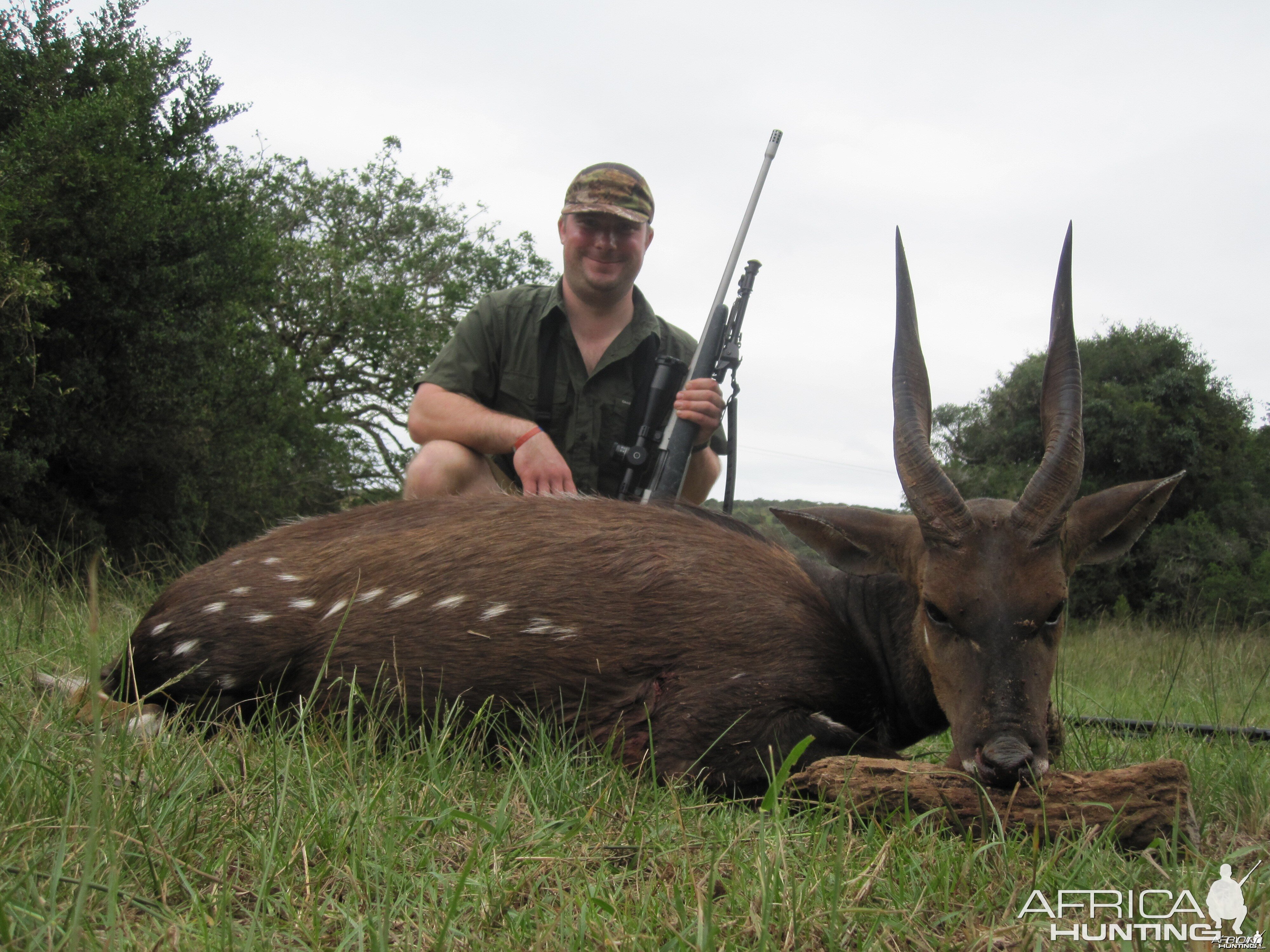 Bushbuck