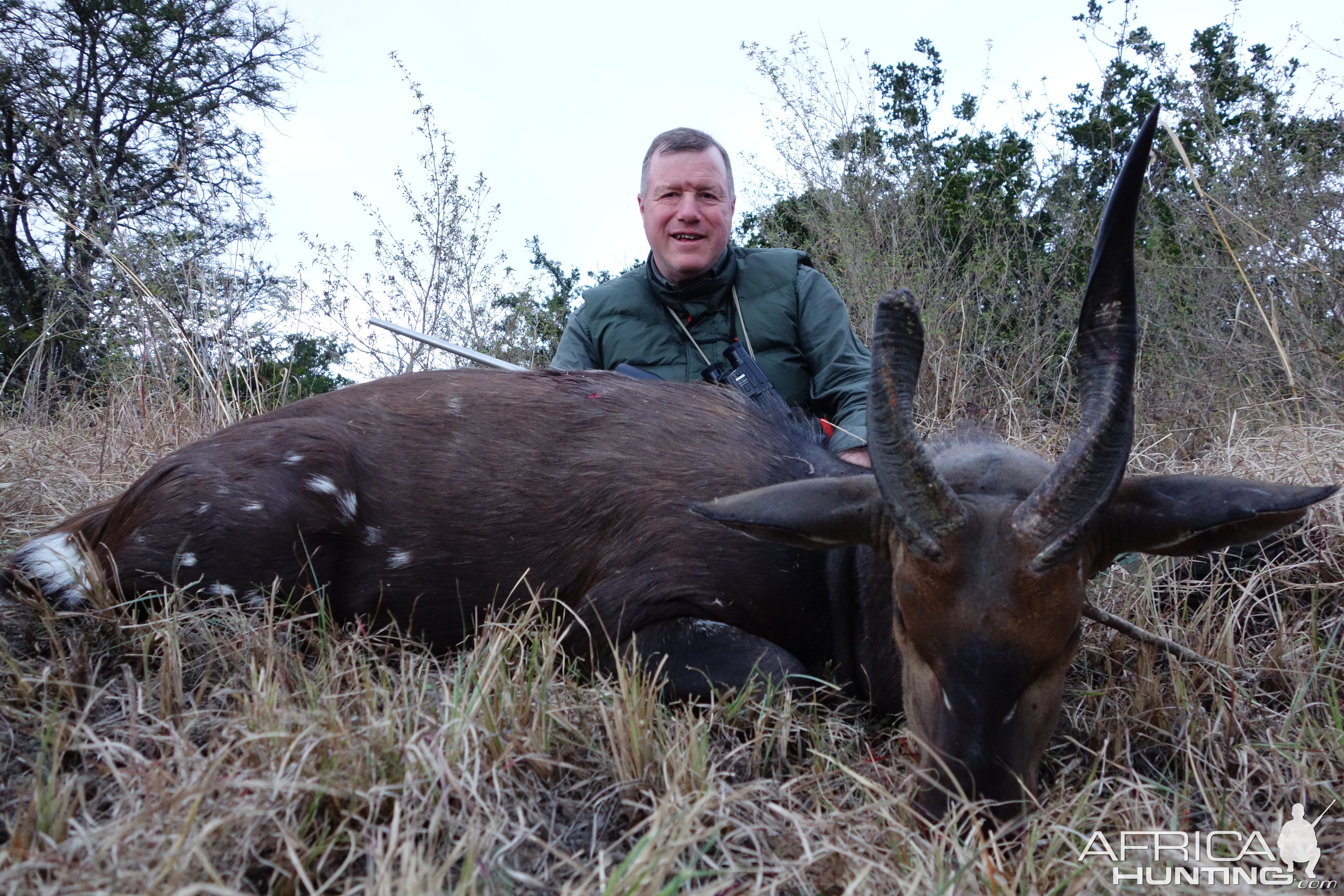 Bushbuck