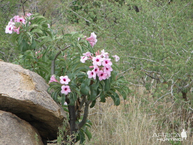 Bushman rose Namibia