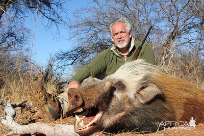 bushpig at tallyho