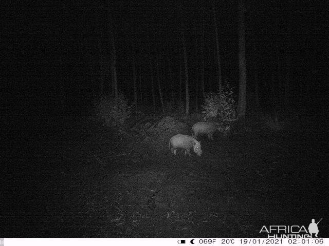Bushpig Boar And Sow Night Camera