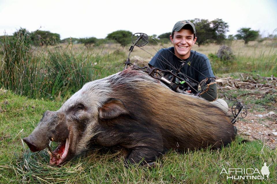 Bushpig Bow Hunting South Africa