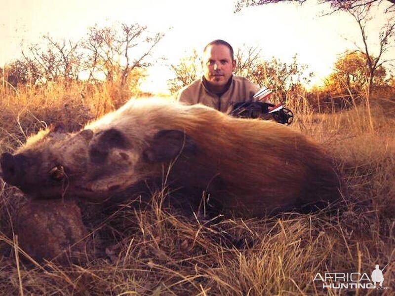 Bushpig Bow Hunting