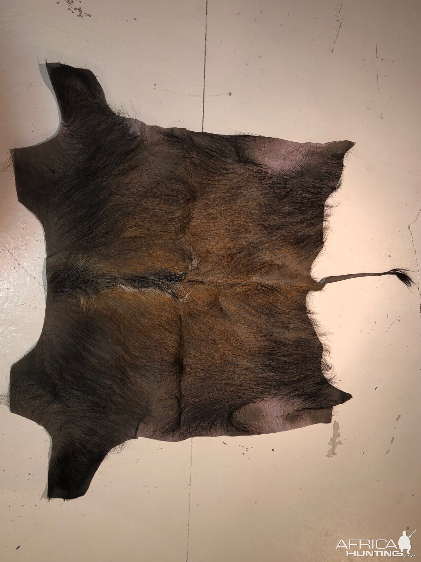 Bushpig Hide Taxidermy