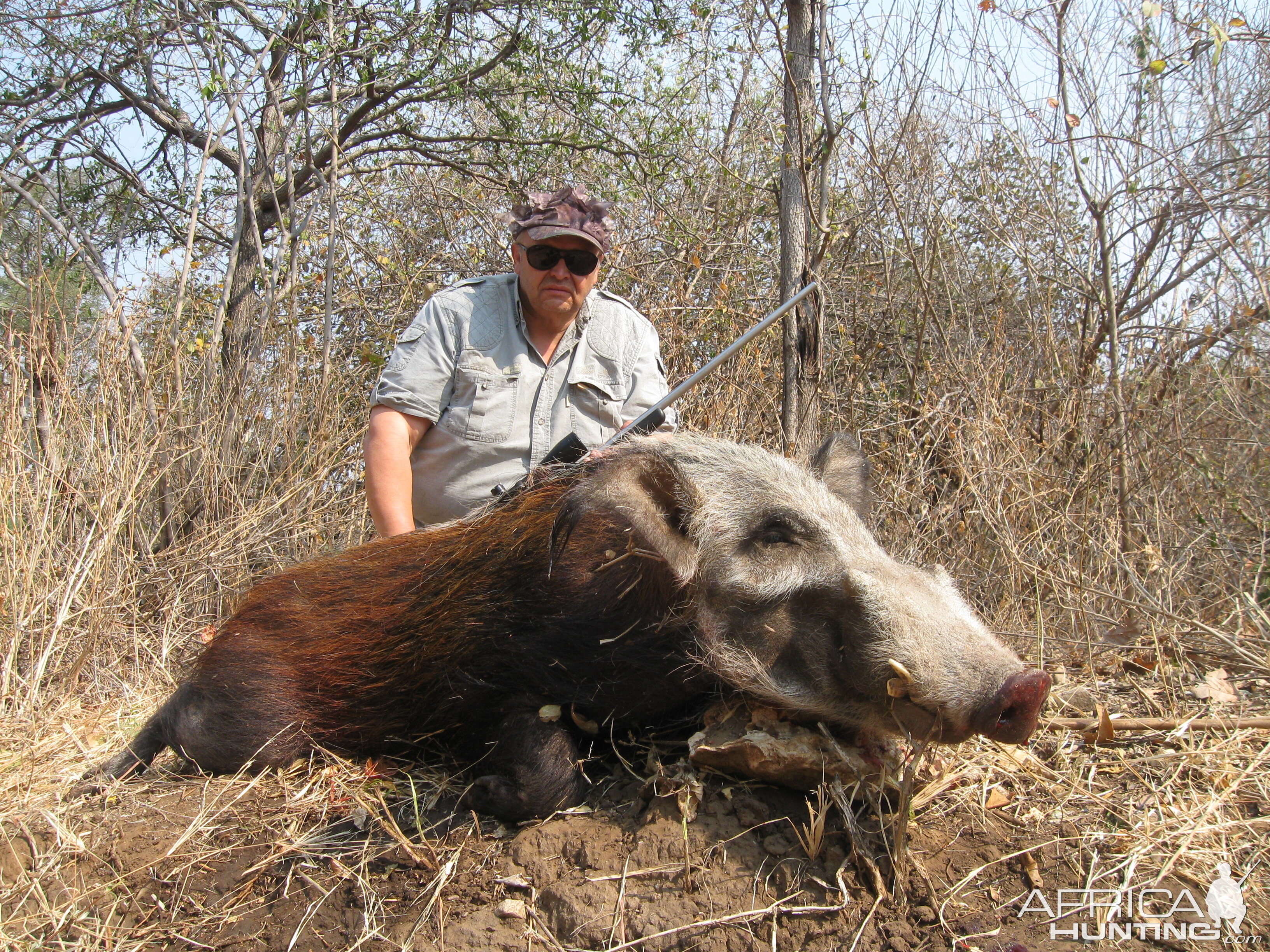 Bushpig Hunt in Zimbabwe