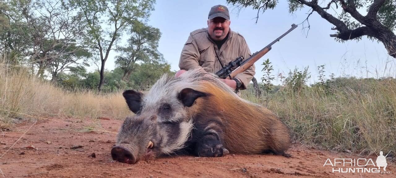 Bushpig Hunt Limpopo South Africa