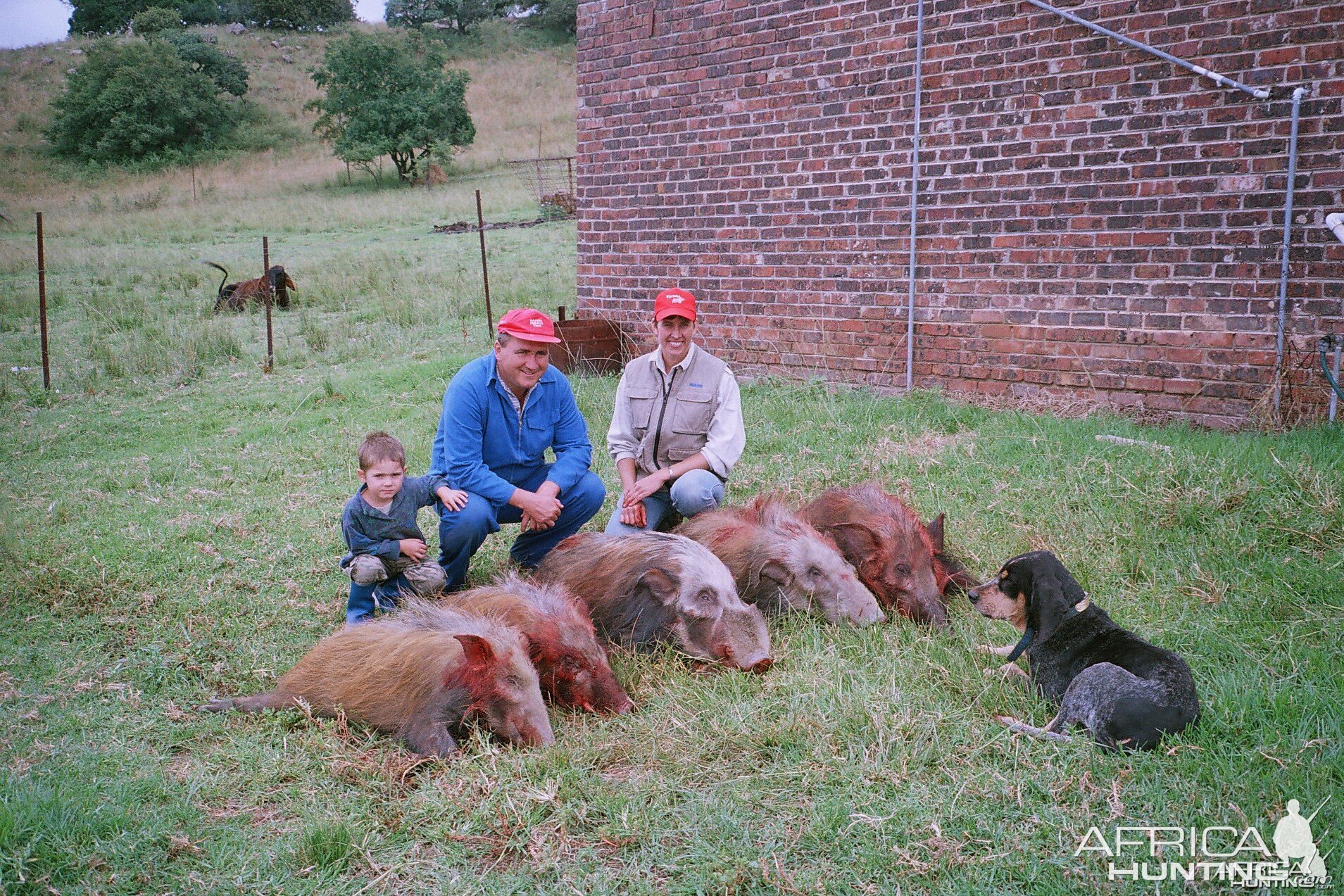 Bushpig hunted in Mpumalanga over hounds