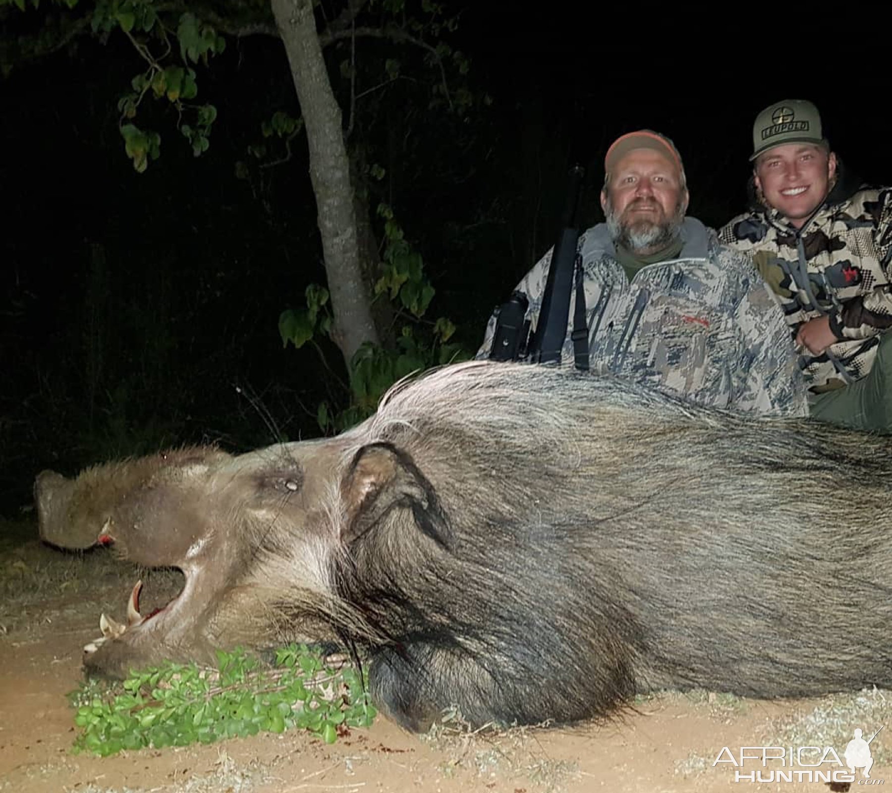 Bushpig Hunting Eastern Cape South Africa