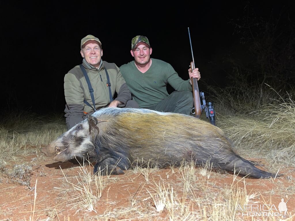 Bushpig Hunting Limpopo Povince South Africa