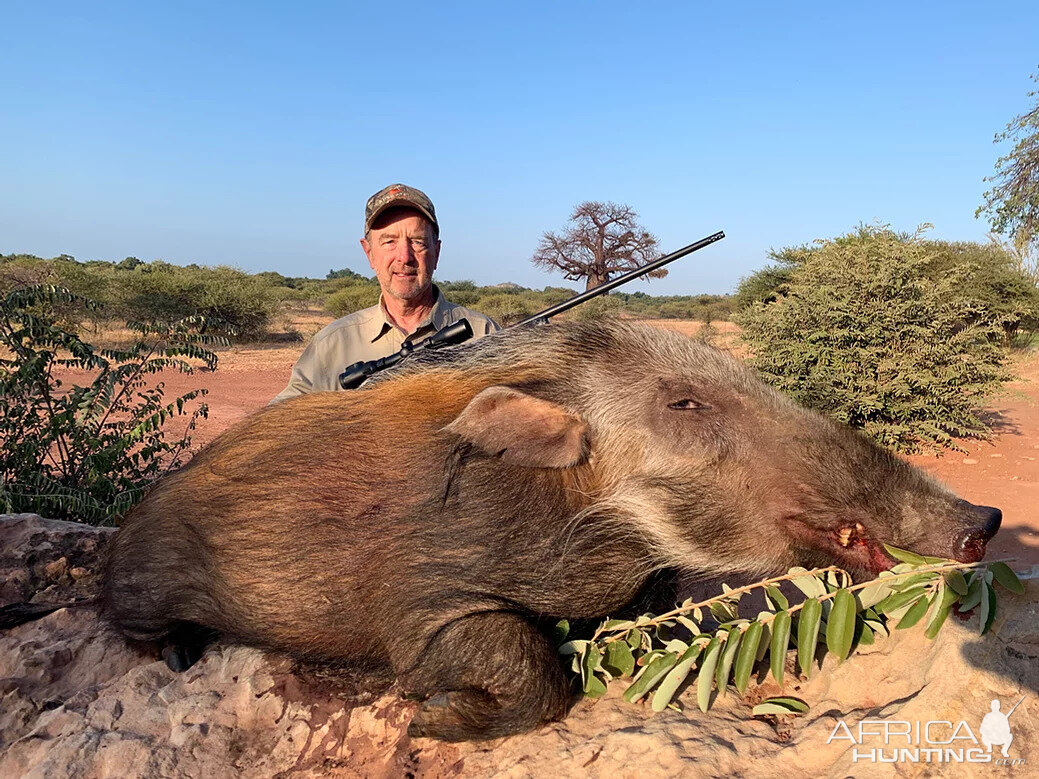 Bushpig Hunting South Africa