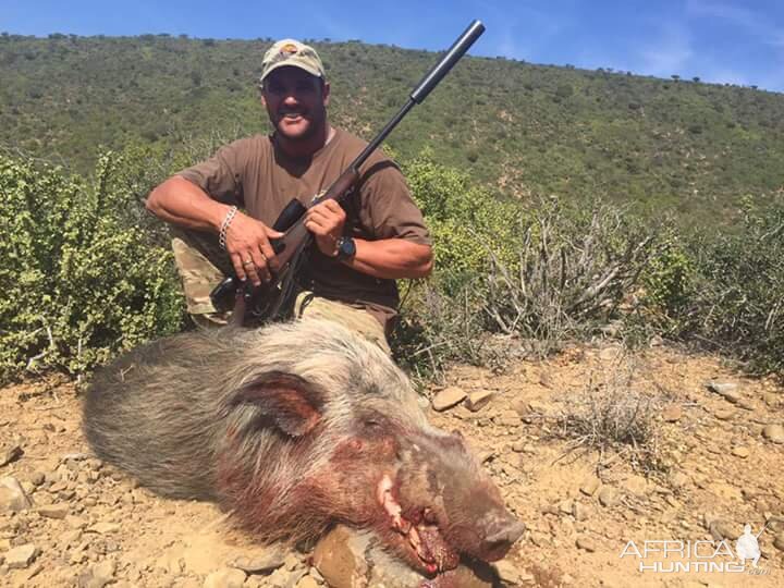 Bushpig Hunting South Africa