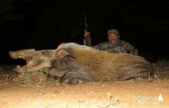 Bushpig Hunting Sunset Safaris