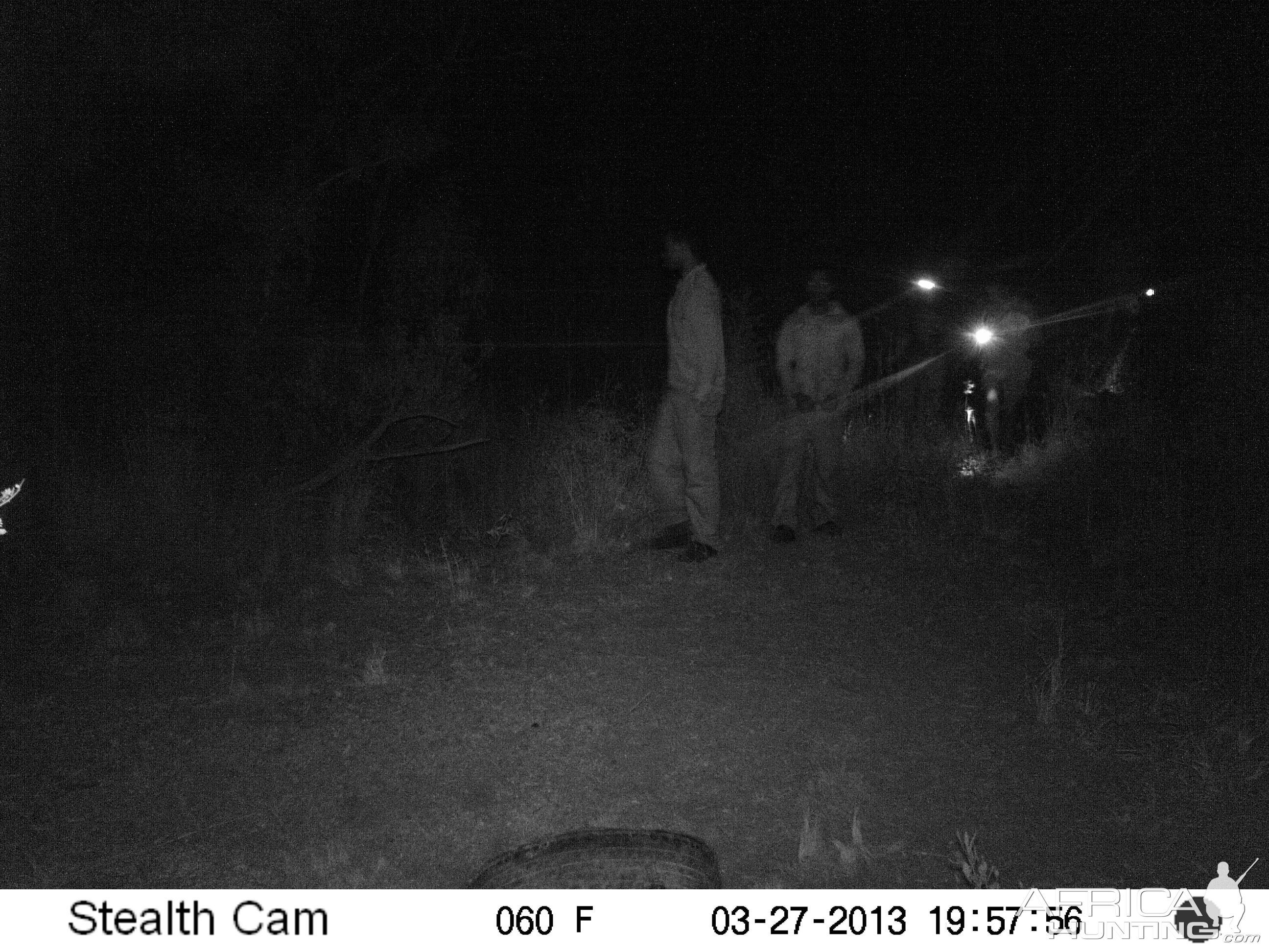 Bushpig Hunting Trail Cam Pictures South Africa